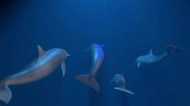 (3-3) Dolphin 5.0 Render Test