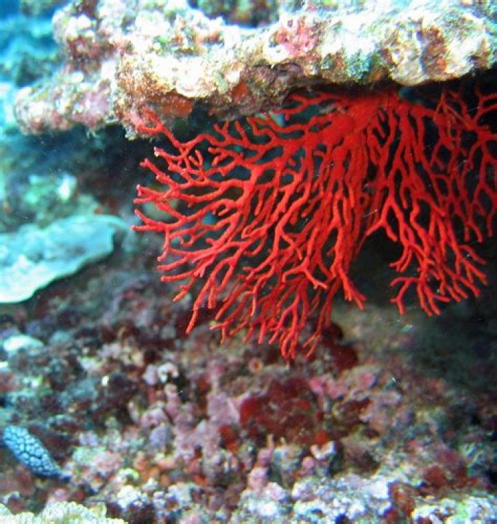Red coral